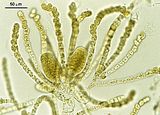 Cladosiphon zosterae3